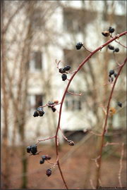 Чернобыль: Мёртвый город...