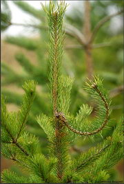 Чернобыль: Мёртвый город... Чернобыль: Мёртвый город...