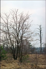 Чернобыль: Мёртвый город... Чернобыль: Мёртвый город...