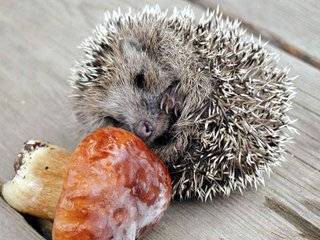 ХроноФаг, да как обычно: ХроноФаг, да как обычно: