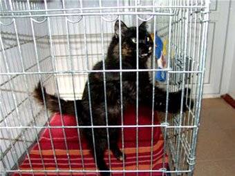 Тут один товарищ, рядышком Тут один товарищ, рядышком