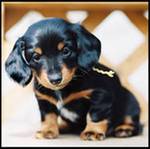 -в бар забежал небольшой -в бар забежал небольшой