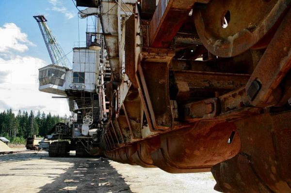 Абзацеры – вымирающие гиганты Лопатинского рудника. (Подмосковье ).