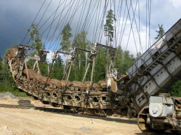 Абзацеры – вымирающие гиганты Лопатинского рудника. (Подмосковье ).