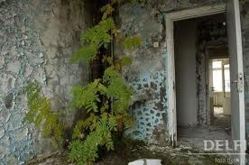 Фауна и флора Чернобыля. Фауна и флора Чернобыля.