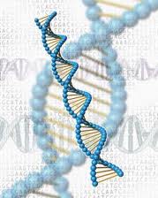 Фауна и флора Чернобыля. Фауна и флора Чернобыля.