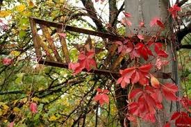 Фауна и флора Чернобыля. Фауна и флора Чернобыля.