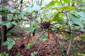 Фауна и флора Чернобыля. Фауна и флора Чернобыля.