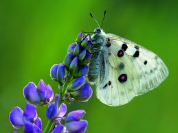 Фауна и флора Чернобыля. Фауна и флора Чернобыля.