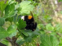 Фауна и флора Чернобыля. Фауна и флора Чернобыля.