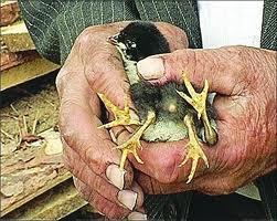 Фауна и флора Чернобыля. Фауна и флора Чернобыля.