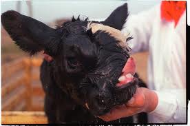 Фауна и флора Чернобыля. Фауна и флора Чернобыля.