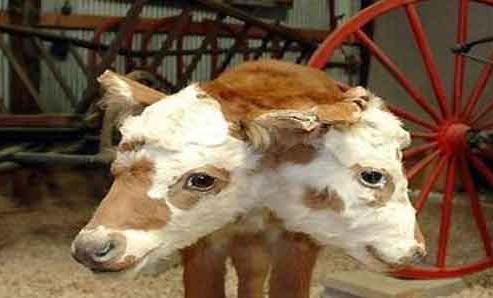 Мутанты Чернобыля