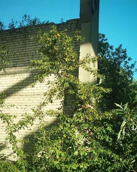 Недостроенная котельная, угольная база и дом.