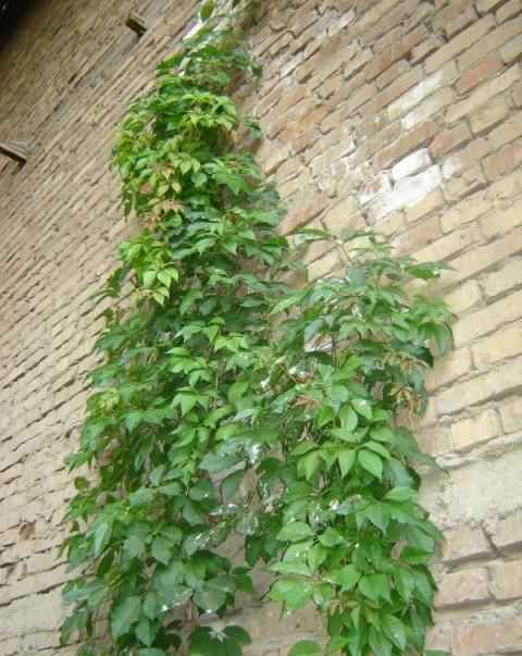 Недостроенная котельная, угольная база и дом.