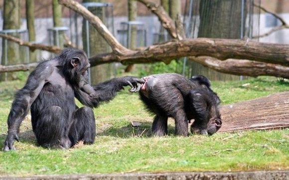 Подборка весёлых картинок