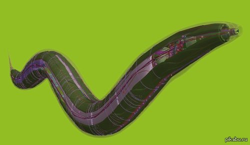 Создан первый в мире цифровой живой организм.