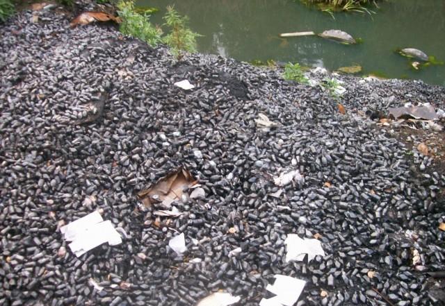 Стартовые позиции ЗРК С-25 Стартовые позиции ЗРК С-25