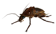 Существа Fallout 3