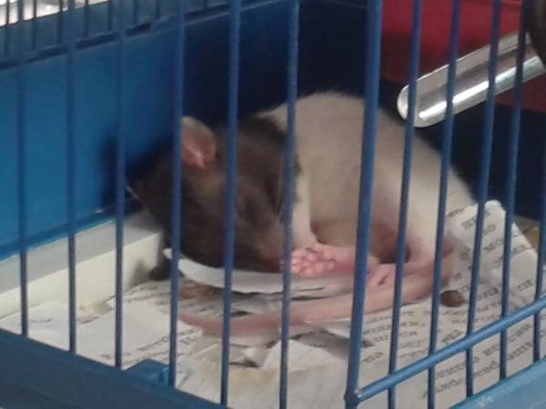 В клетке находился крысенок: В клетке находился крысенок: