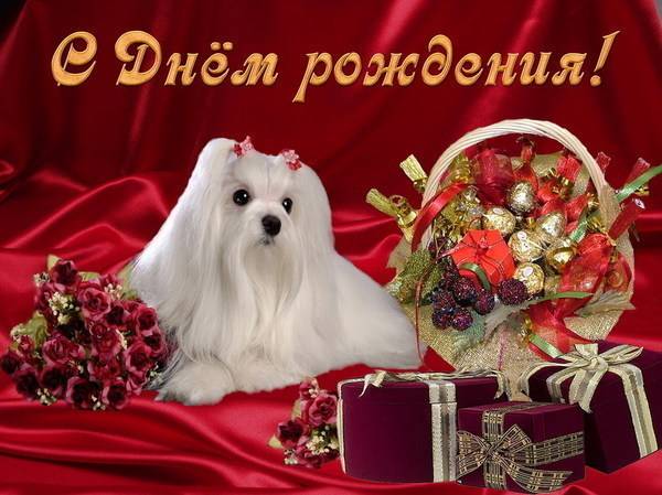 С днём рождения, Белка!