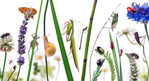 Несколько интересных фактов о животных