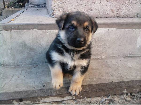 Гоуст (архив)