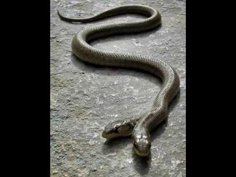 ЖИВОТНЫЙ МИР ЗОНЫ. ЖИВОТНЫЙ МИР ЗОНЫ.