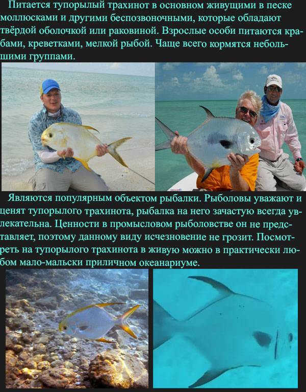 Тупорылый трахинот.