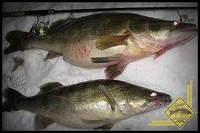 ЖИВОТНЫЙ МИР ЗОНЫ. ЖИВОТНЫЙ МИР ЗОНЫ.