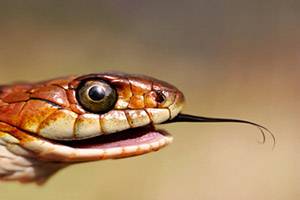 Несколько интересных фактов о животных