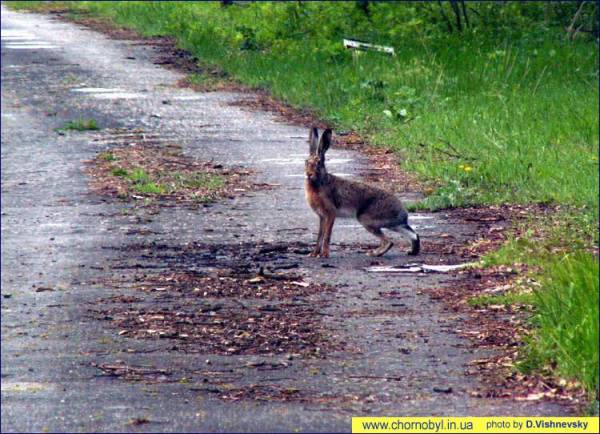 ЖИВОТНЫЙ МИР ЗОНЫ. ЖИВОТНЫЙ МИР ЗОНЫ.