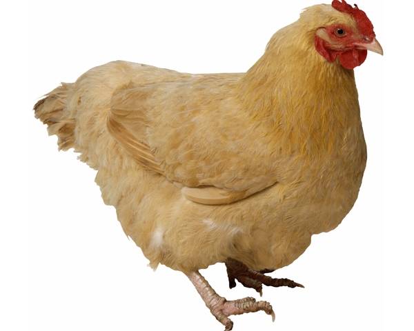 Мех ,держи,в духовку на 30 Мех ,держи,в духовку на 30