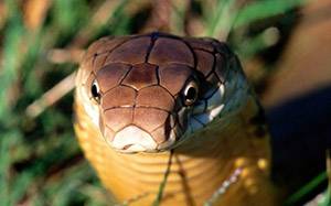 Несколько интересных фактов о животных