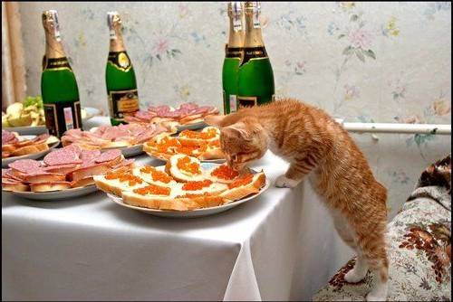 Как на Котейкины именины испекли мы каравай. Как на Котейкины именины испекли мы каравай.