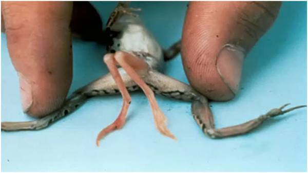 ЖИВОТНЫЙ МИР ЗОНЫ. ЖИВОТНЫЙ МИР ЗОНЫ.