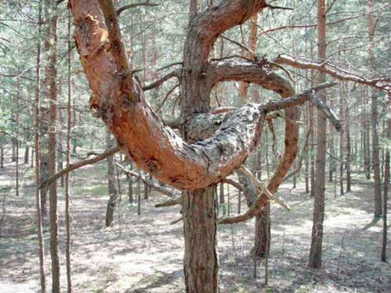 Сертякинская аномальная зона.