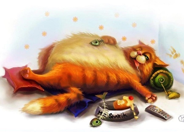 Котейка, С Днём Рождения!