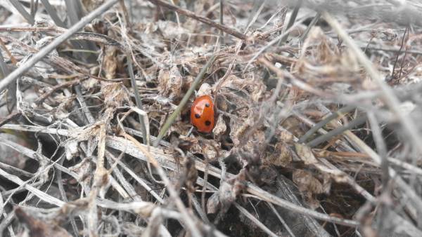 Лучше бы был конкурс своих Лучше бы был конкурс своих