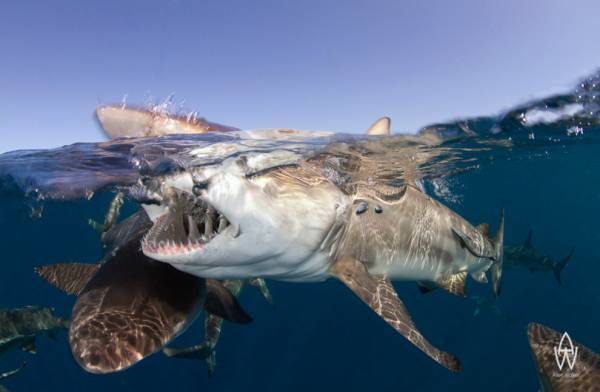 Номинация ЗАКАТЫ-ВОСХОДЫ
1) Номинация ЗАКАТЫ-ВОСХОДЫ
1)