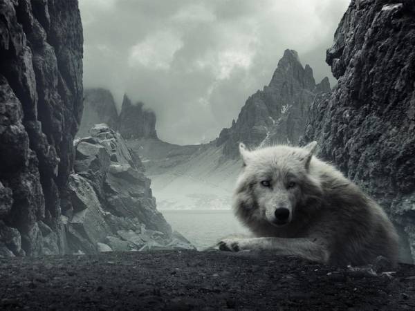 С Днем рождения, Волк!