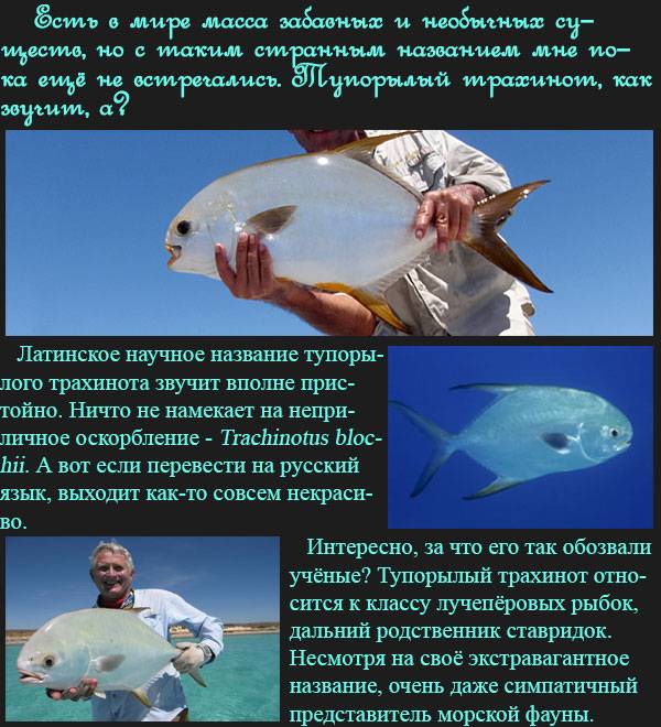 Тупорылый трахинот.