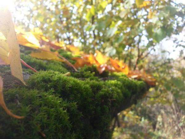 Лучше бы был конкурс своих Лучше бы был конкурс своих