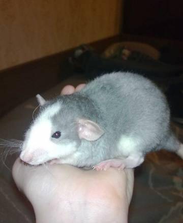 "Крысы и как за ними ухаживать" "Крысы и как за ними ухаживать"