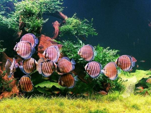 Номинация МОРСКИЕ ГЛУБИНЫ
1) Номинация МОРСКИЕ ГЛУБИНЫ
1)