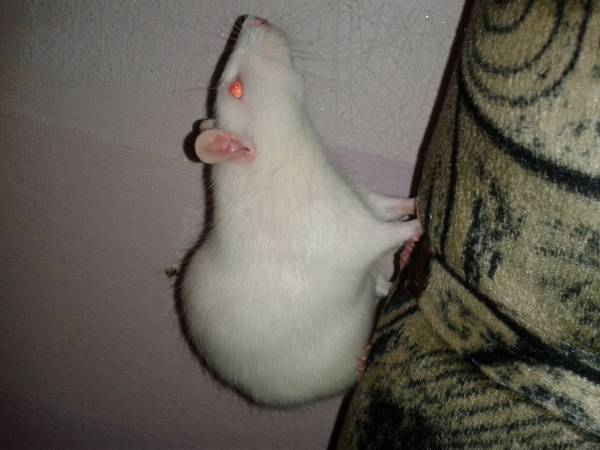 "Крысы и как за ними ухаживать" "Крысы и как за ними ухаживать"