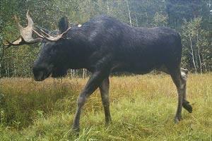 ЖИВОТНЫЙ МИР ЗОНЫ. ЖИВОТНЫЙ МИР ЗОНЫ.