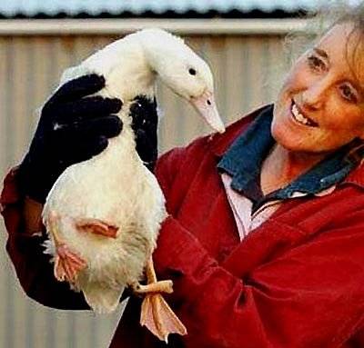 ЖИВОТНЫЙ МИР ЗОНЫ. ЖИВОТНЫЙ МИР ЗОНЫ.