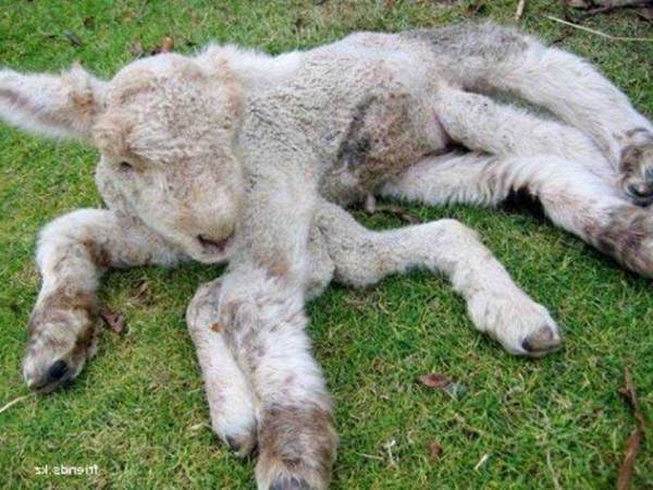 ЖИВОТНЫЙ МИР ЗОНЫ. ЖИВОТНЫЙ МИР ЗОНЫ.