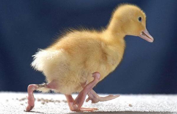 ЖИВОТНЫЙ МИР ЗОНЫ. ЖИВОТНЫЙ МИР ЗОНЫ.